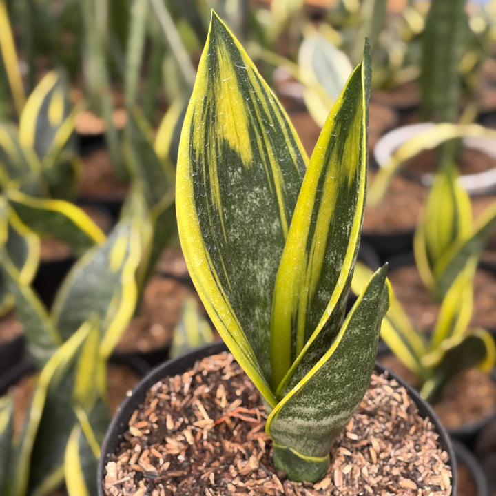 Sansevieria Gold Flame