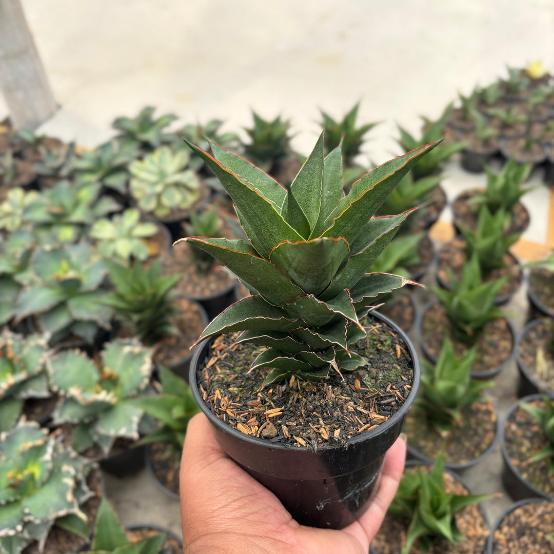 EXACT PLANT Sansevieria thicer