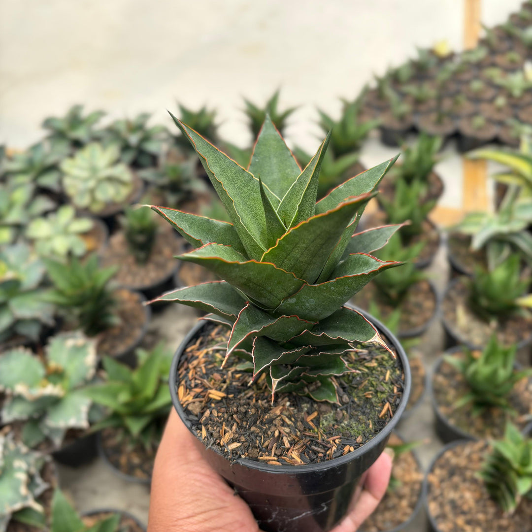 EXACT PLANT Sansevieria thicer