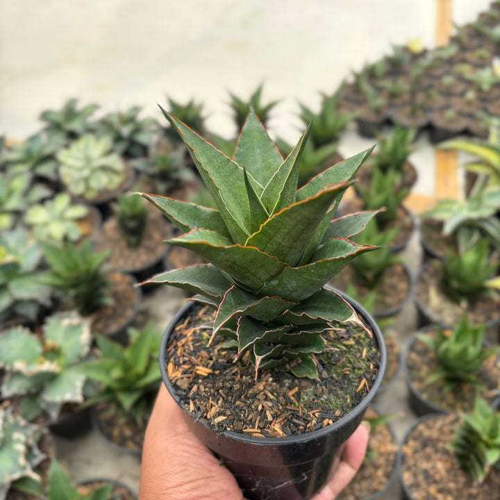 EXACT PLANT Sansevieria thicer