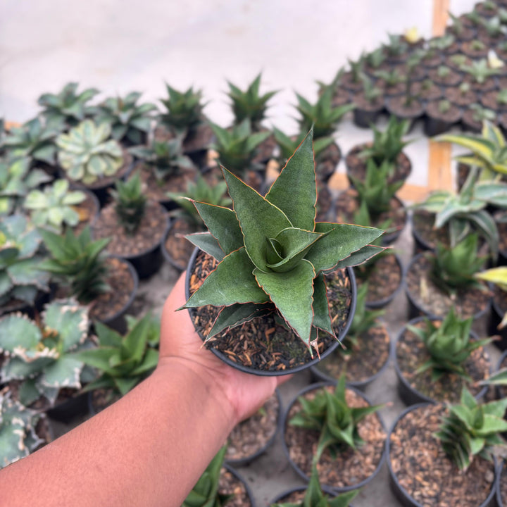 EXACT PLANT Sansevieria thicer