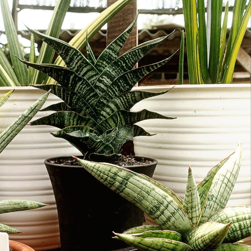 Sansevieria april – Succulentasia