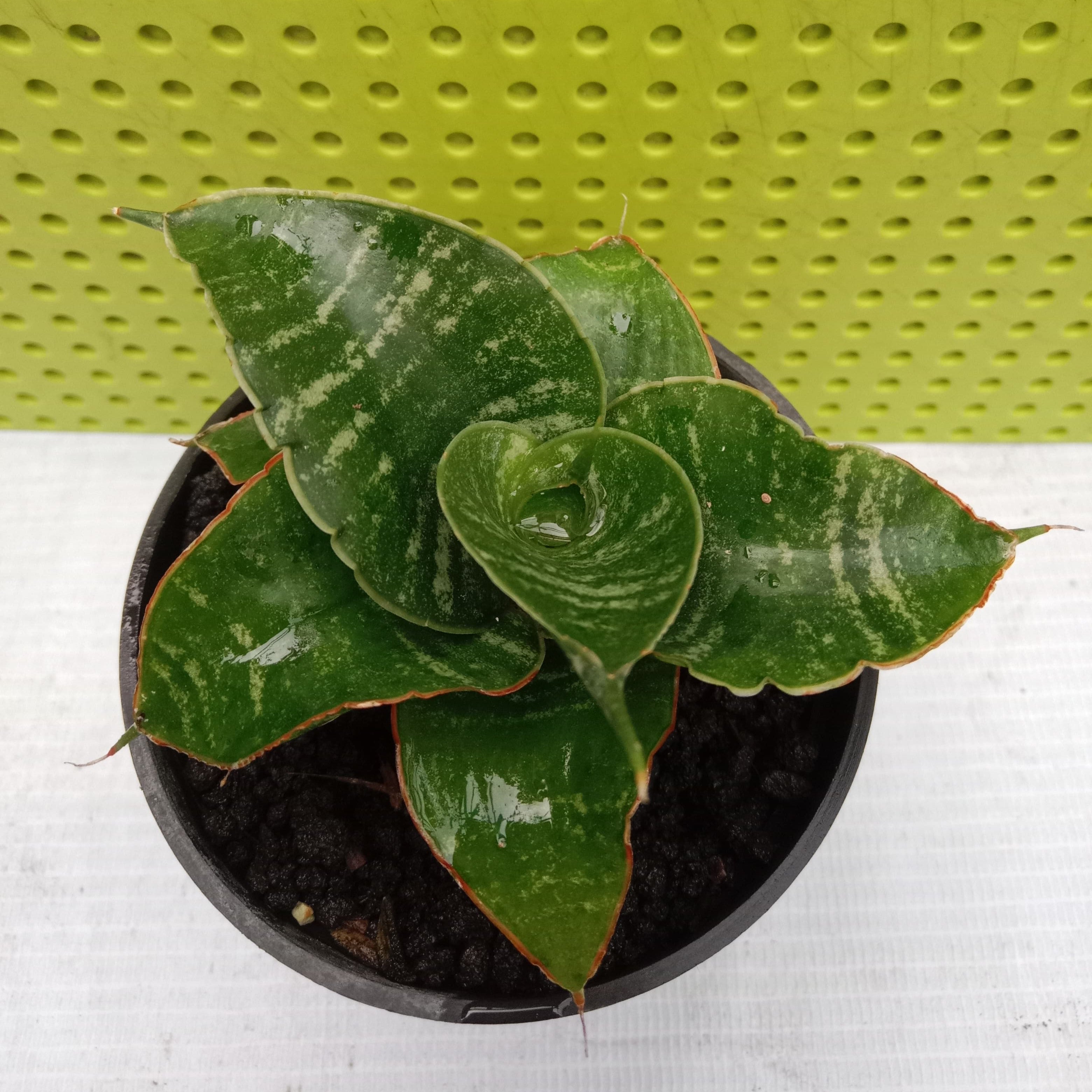 Sansevieria April – Succulentasia