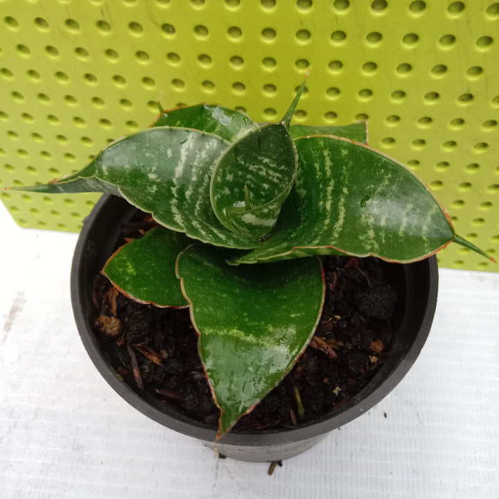 Sansevieria April