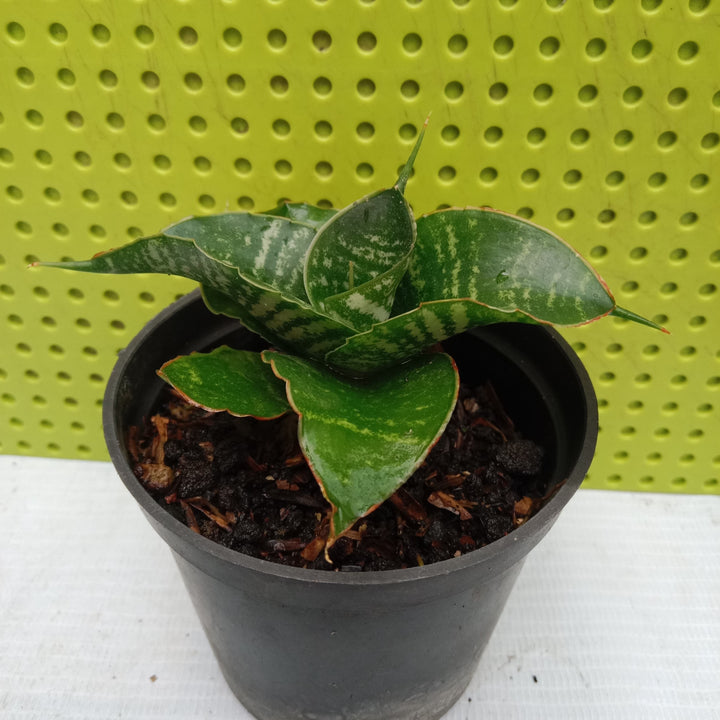 Sansevieria April
