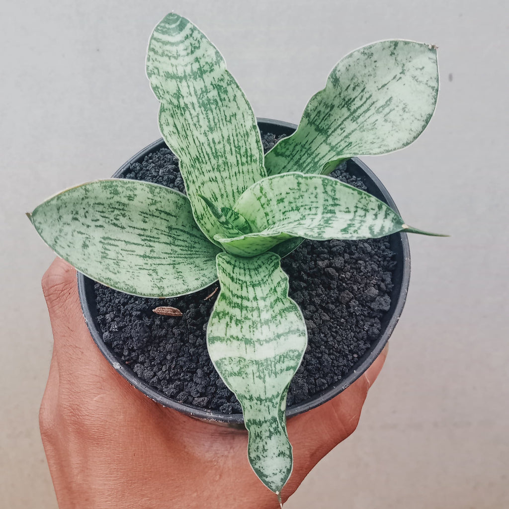 Sansevieria Asmiranda – Succulentasia