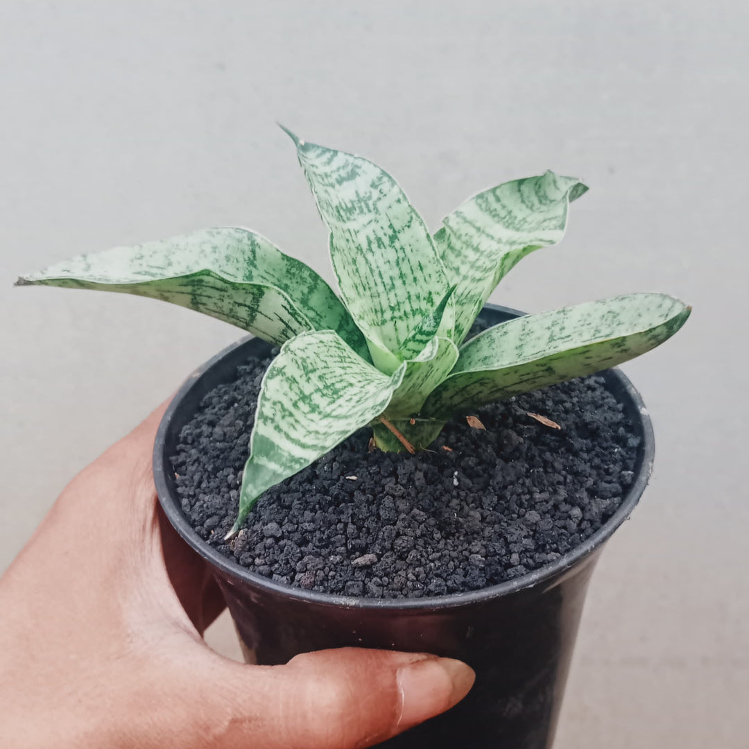 Sansevieria Asmiranda