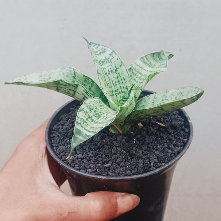 Sansevieria Asmiranda