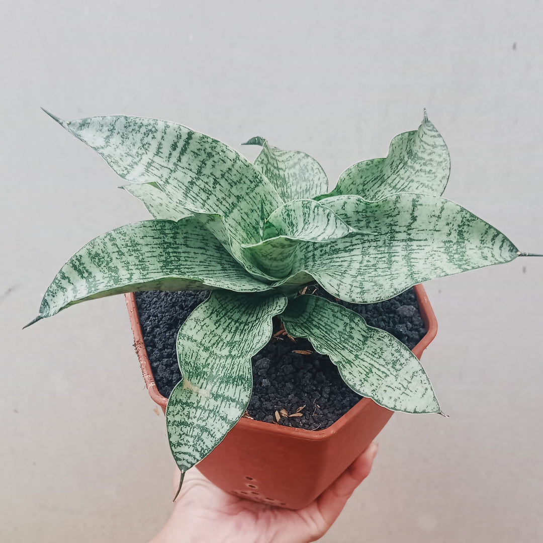 Sansevieria Asmiranda
