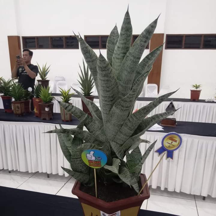 Sansevieria Asmiranda