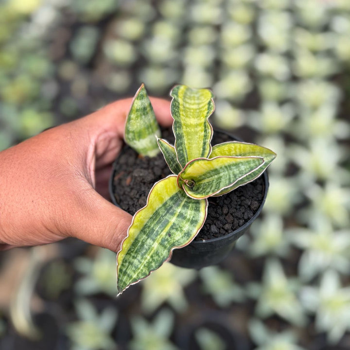Sansevieria Rokburgiana Variegated