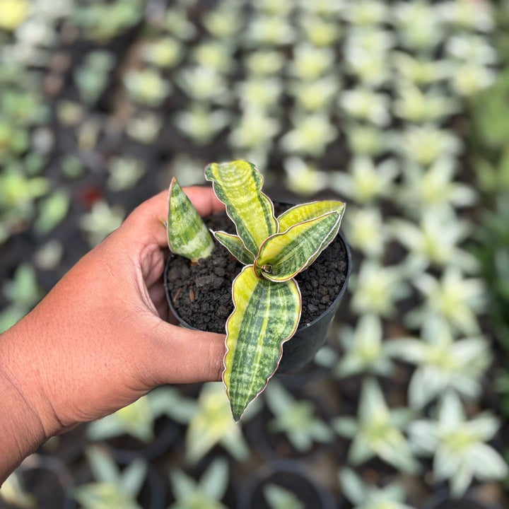 Sansevieria Rokburgiana Variegated