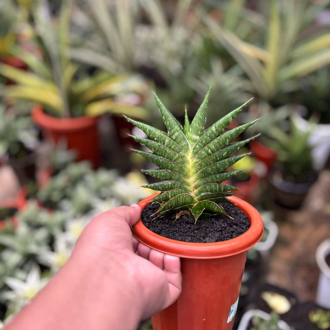Sansevieria Sky Fire