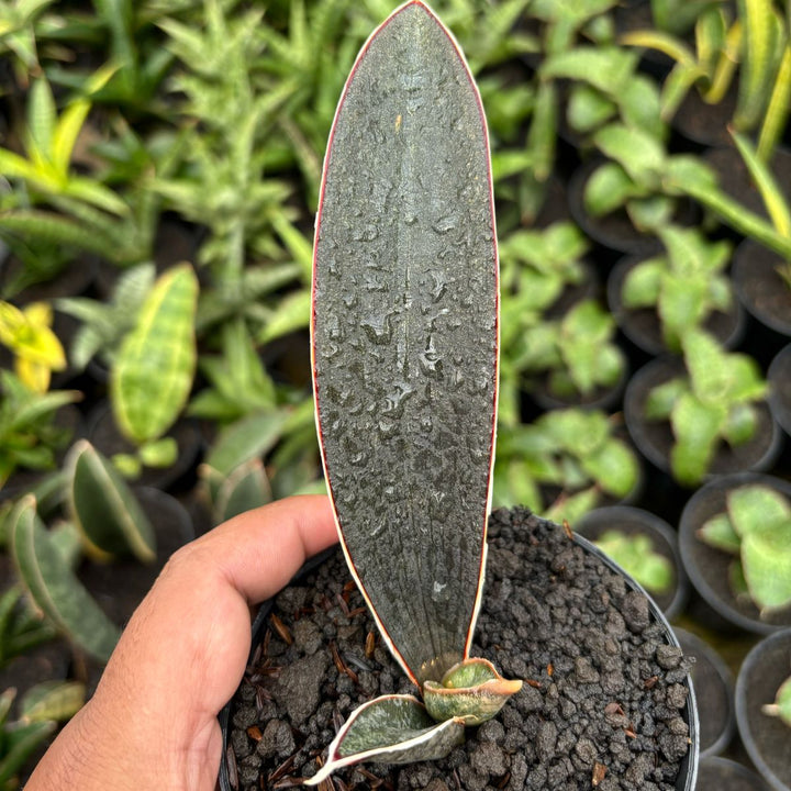 Sansevieria Dark Pink bat