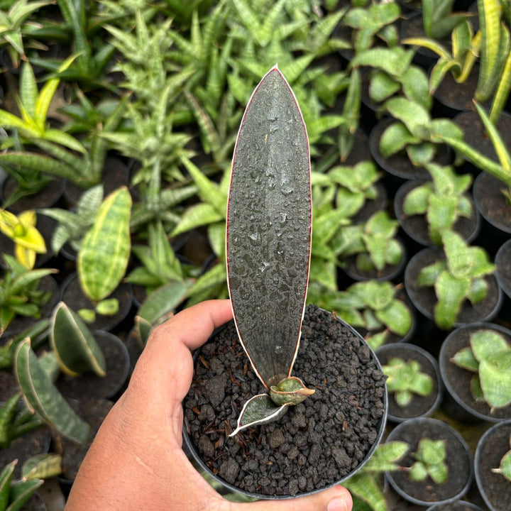 Sansevieria Dark Pink bat