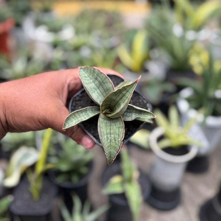 Sansevieria Silver Bat