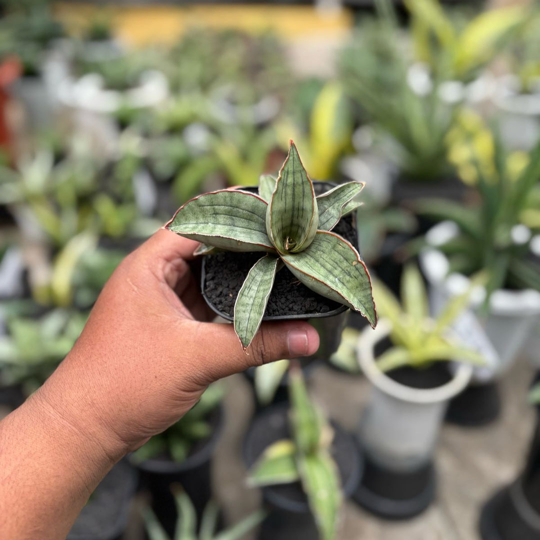 silver sansevieria plant Sansevieria Silver Bat