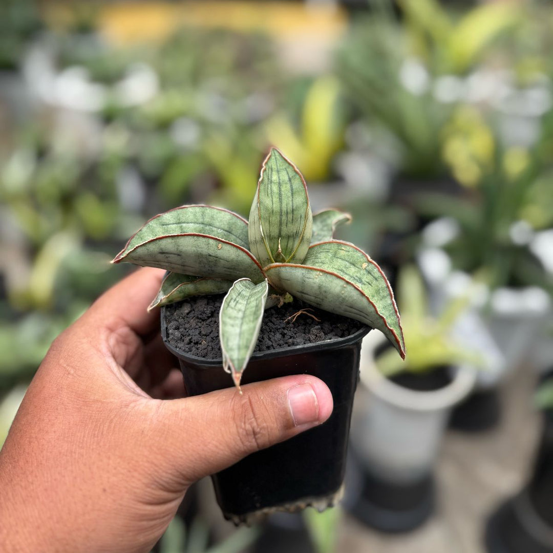 Sansevieria Silver Bat