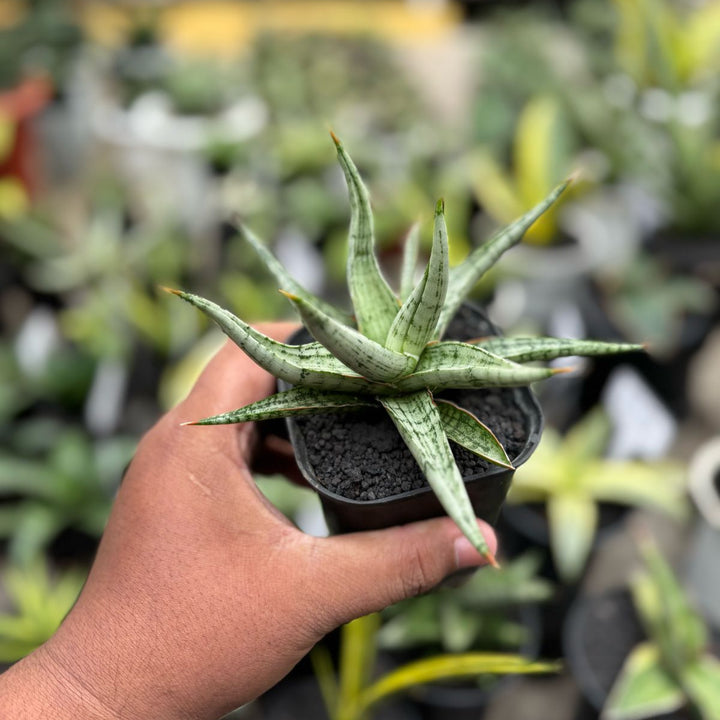 Sansevieria Rudal