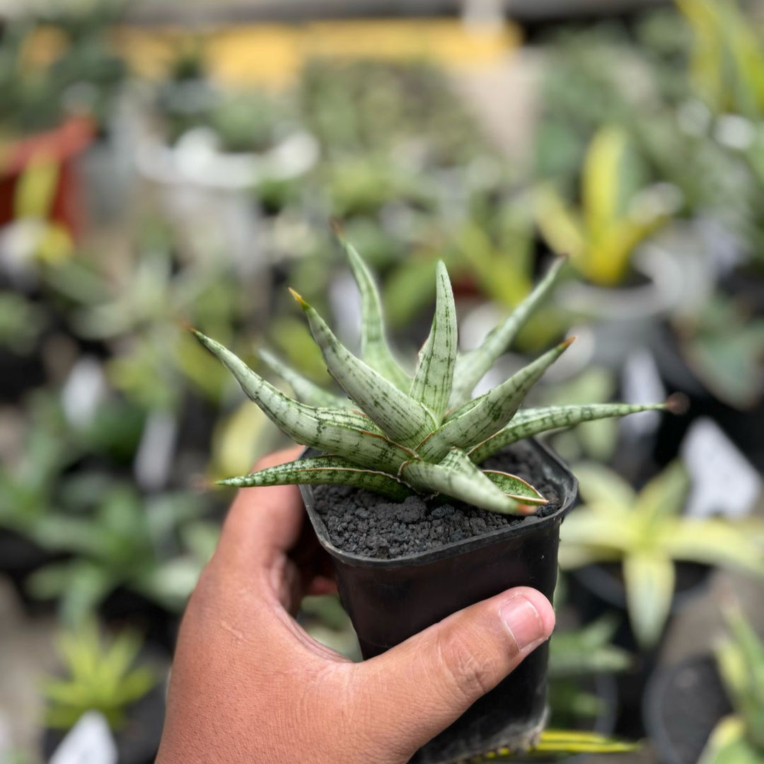 Sansevieria Rudal