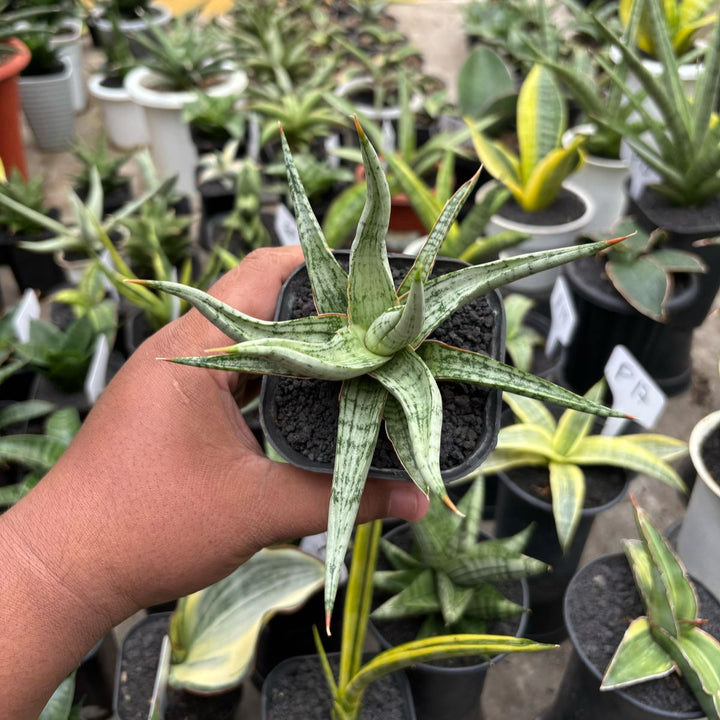 Sansevieria Rudal