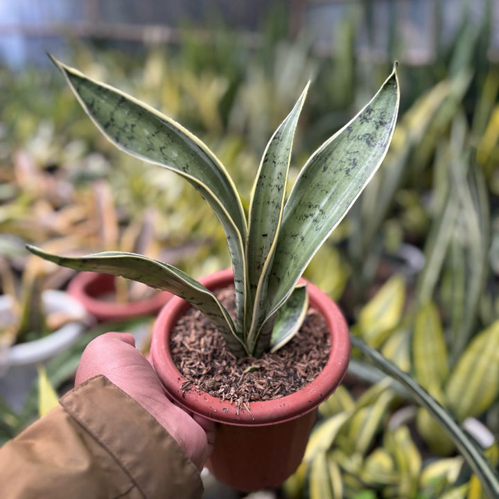 sansevieria Pliong