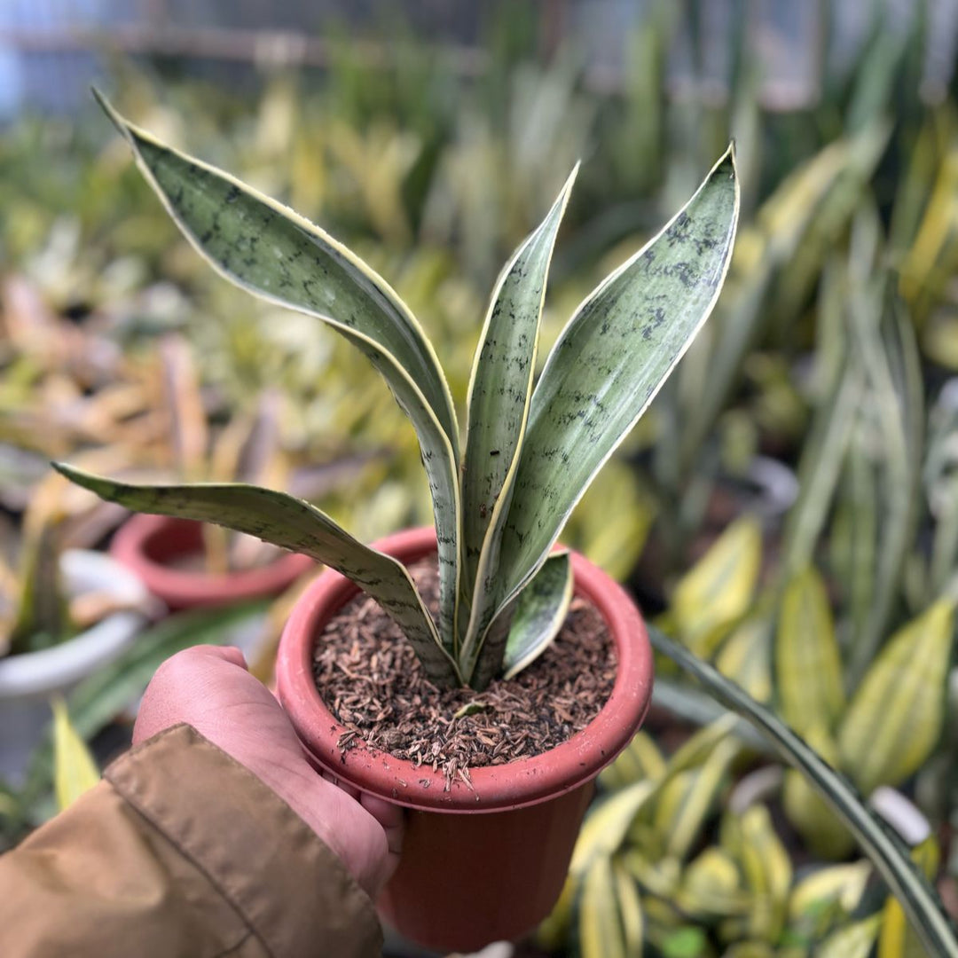 sansevieria Pliong
