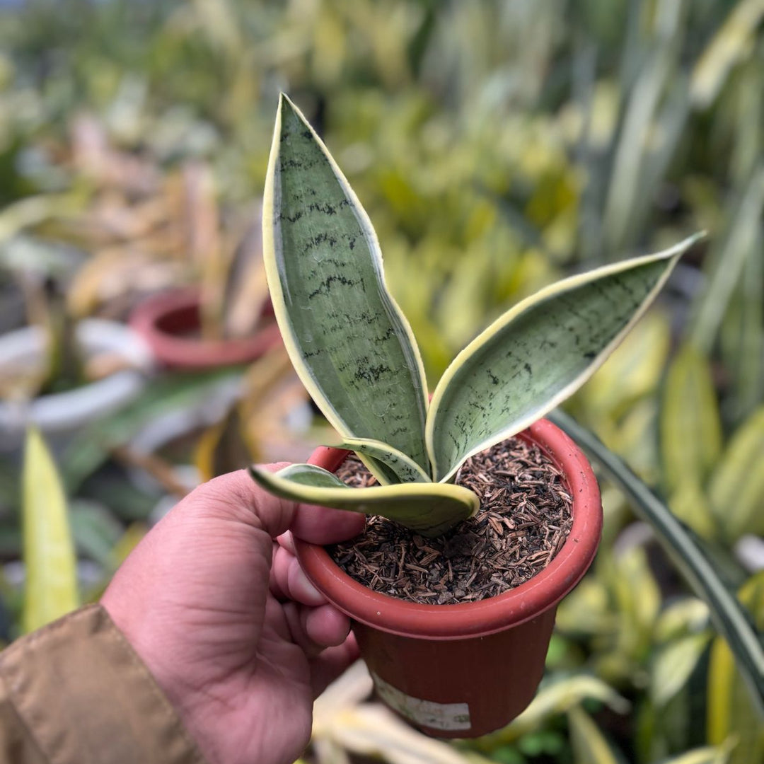 sansevieria Pliong