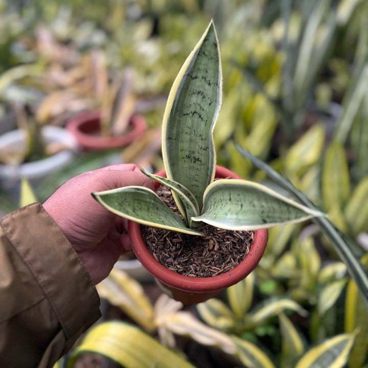 sansevieria Pliong