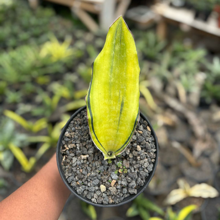 Sansevieria Dragong king Varieagted