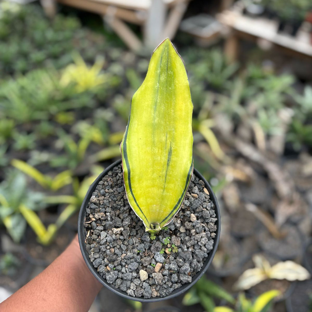サンスベリア Dragon King variegated Endang Tien ⚘ | ⭐Sansevieria Dragon King variegated⭐SOLD
