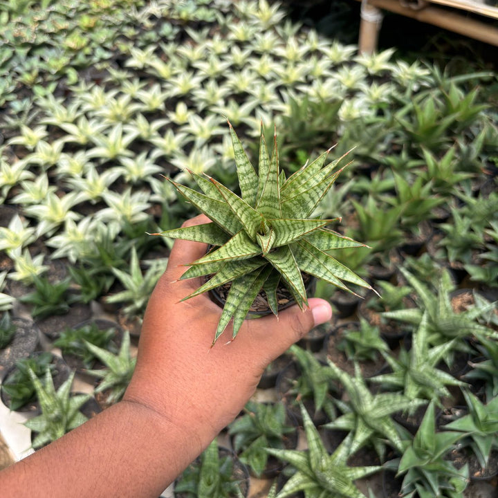 Sansevieria Dolfin