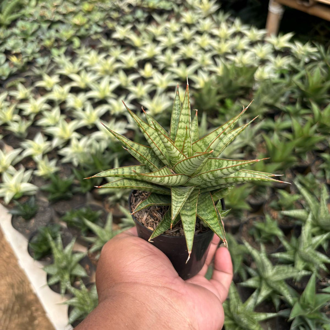 Sansevieria Dolfin