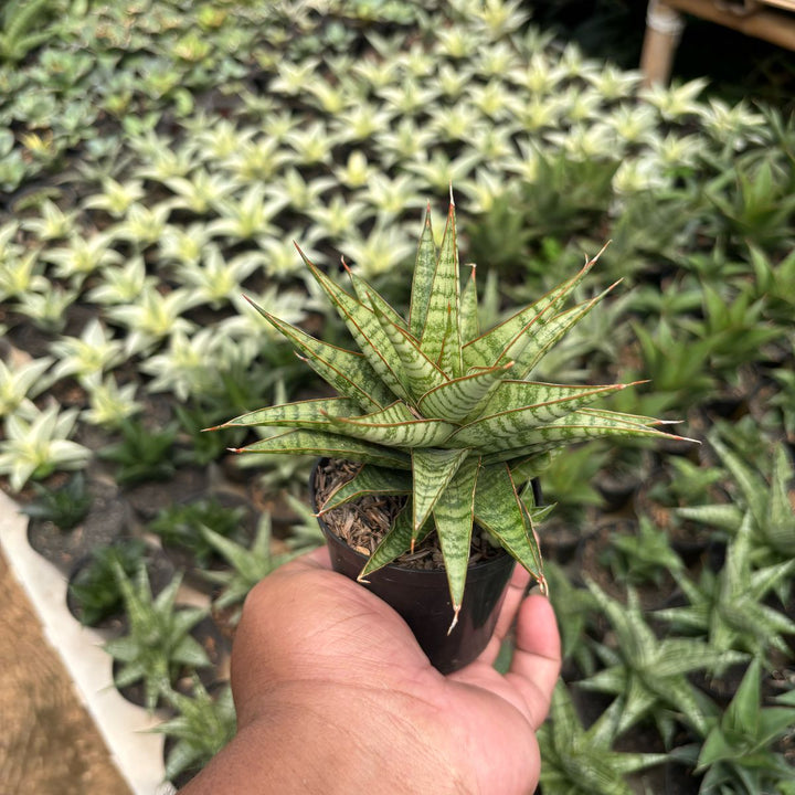 Sansevieria Dolfin