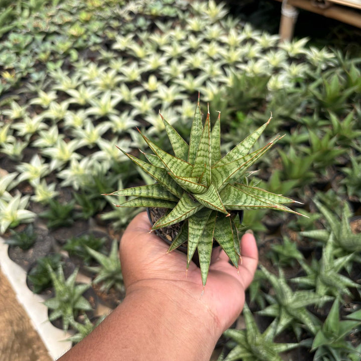 Sansevieria Dolfin