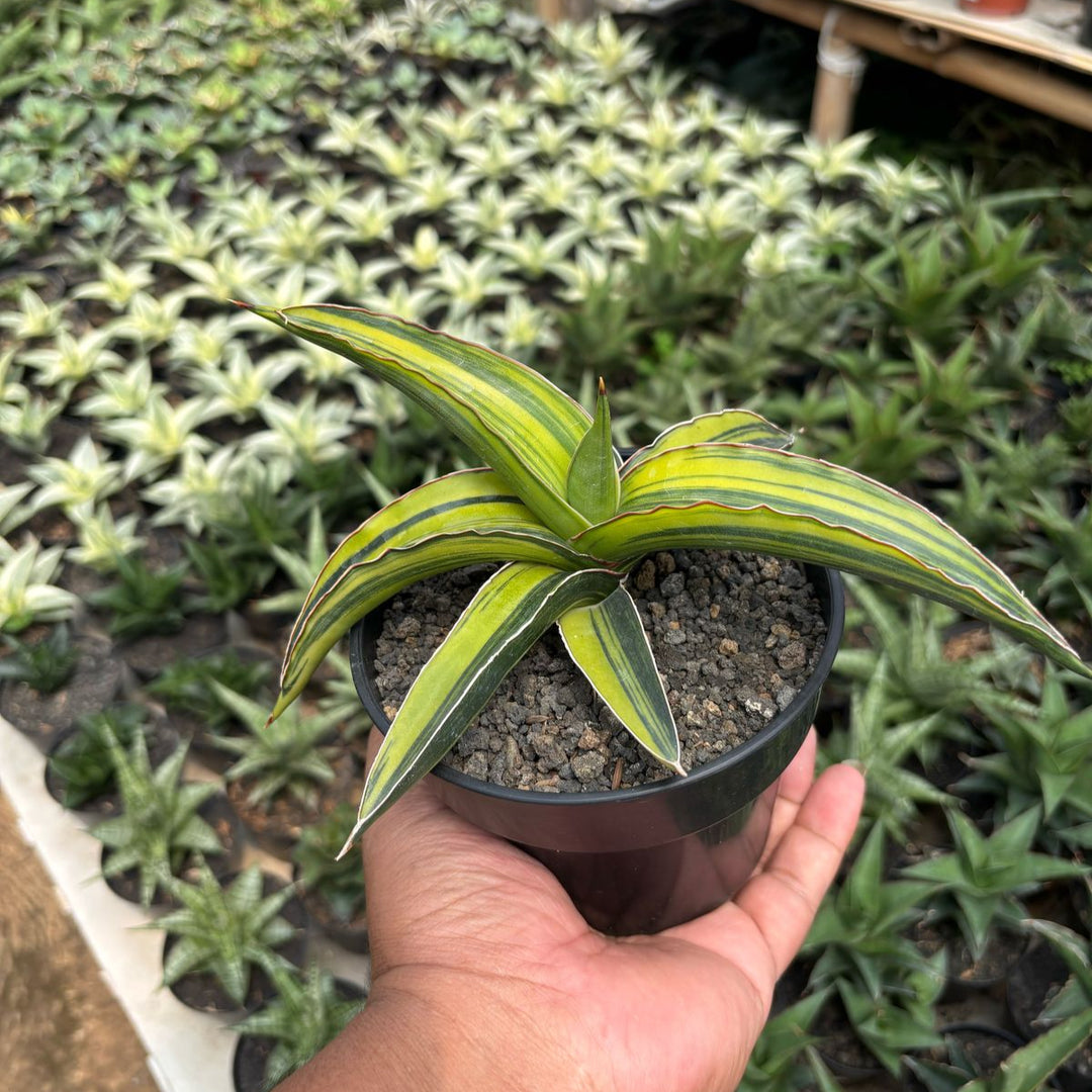 clone snake plant Sansevieria Drac Green Clone Variegated Yellow – Succulentasia
