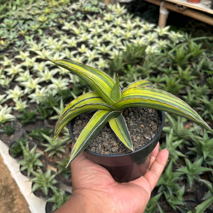 Sansevieria Drac Green Clone Variegated Yellow