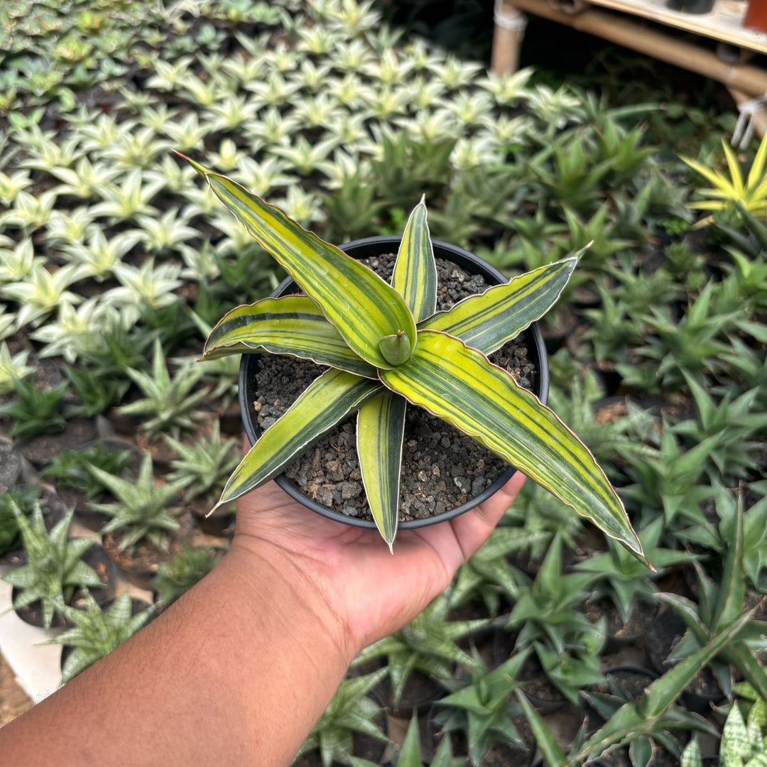 Sansevieria Drac Green Clone Variegated Yellow