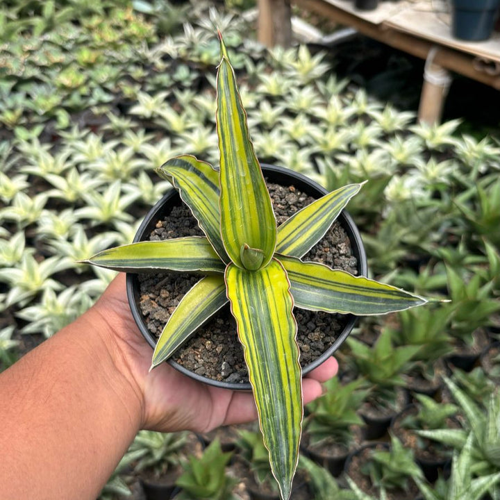 Sansevieria Drac Green Clone Variegated Yellow
