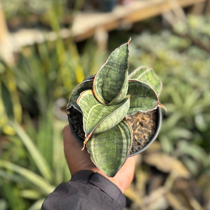 Sansevieria Compacta Variegated