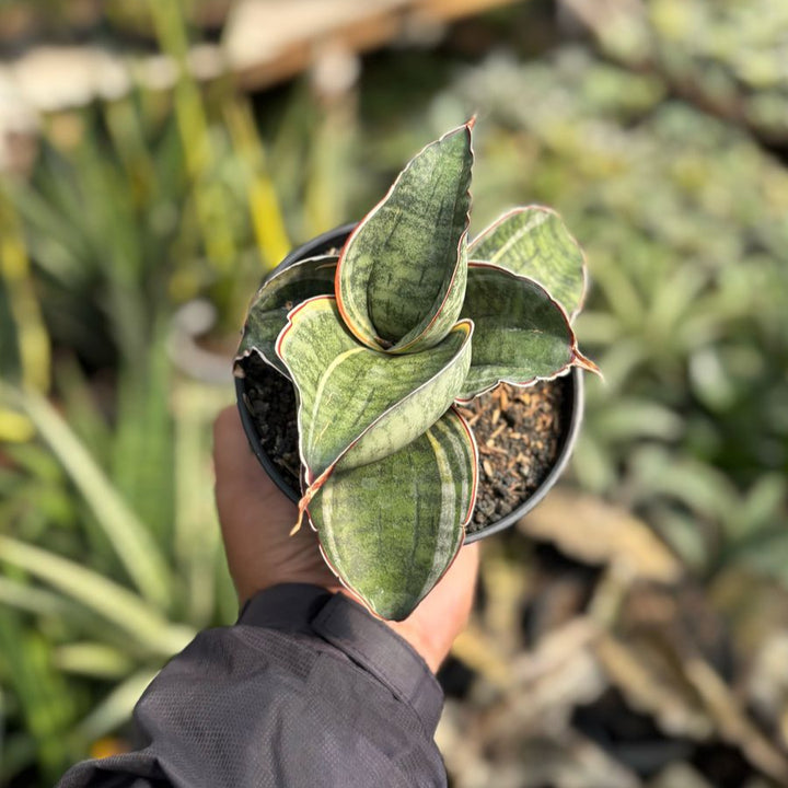 Sansevieria Compacta Variegated