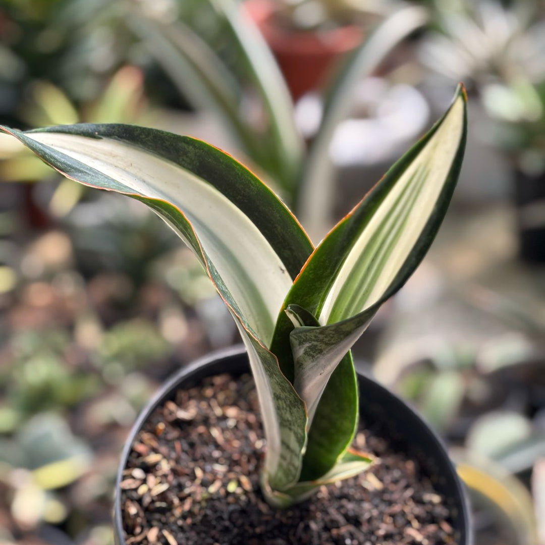 Sansevieria Sarah Hupmen Variegated