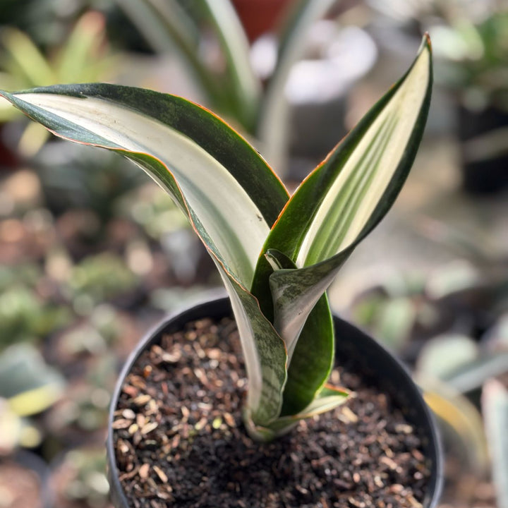 Sansevieria Sarah Hupmen Variegated