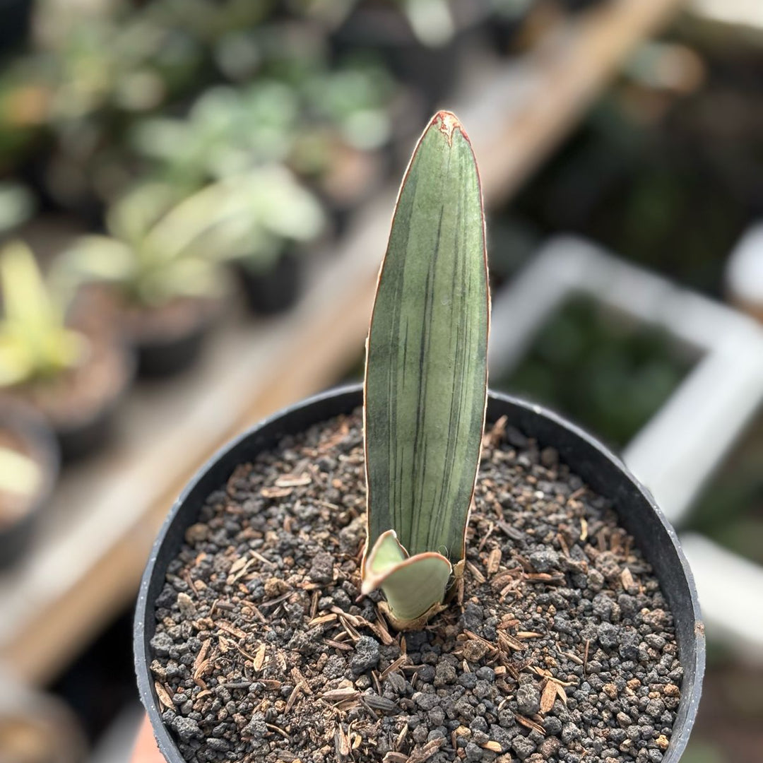 Sansevieria Silver Quik Bat