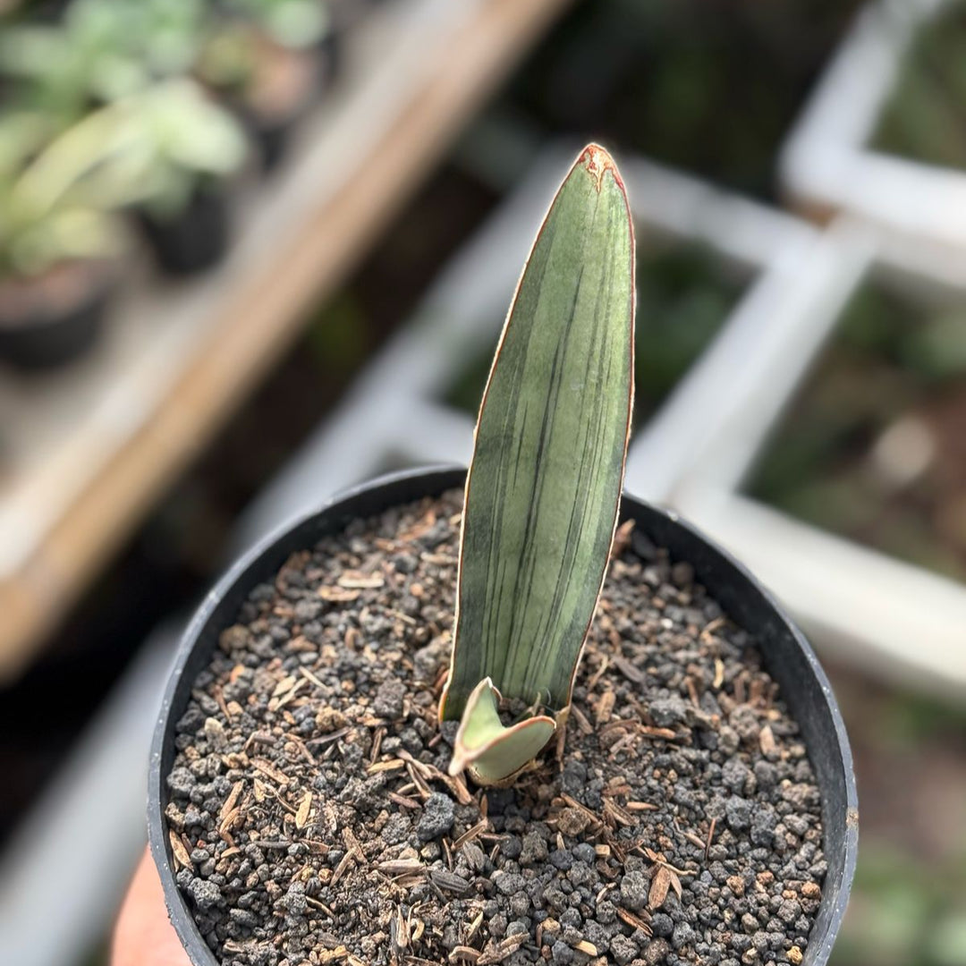 Sansevieria Silver Quik Bat