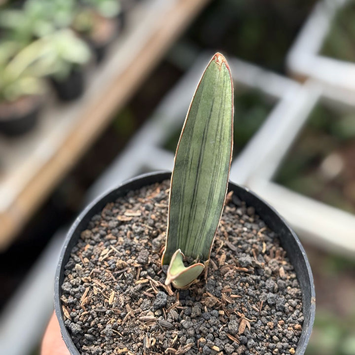 Sansevieria Silver Quik Bat
