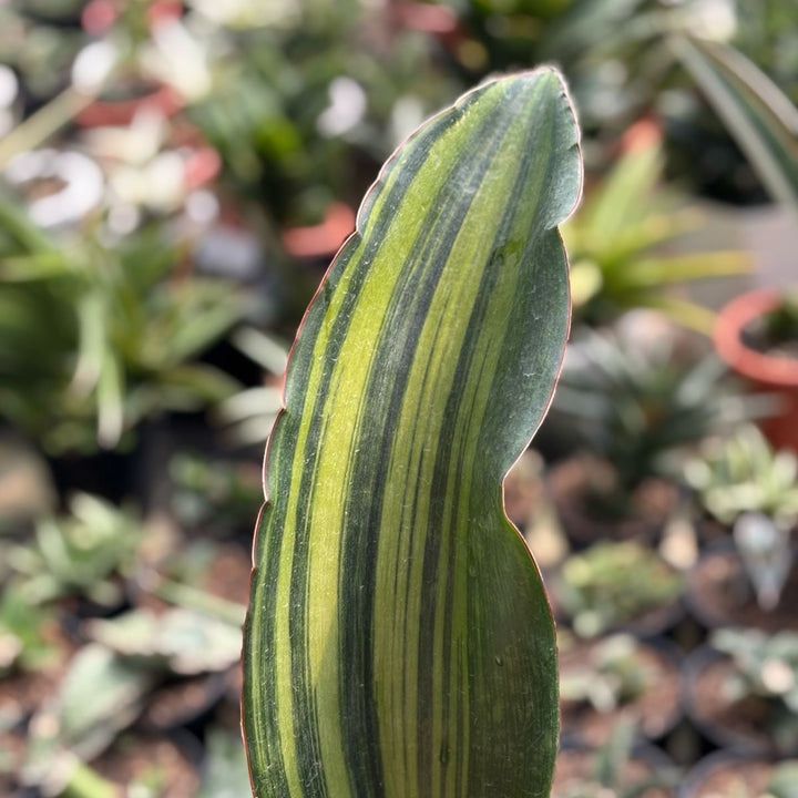 Sansevieria Malawi Variegated