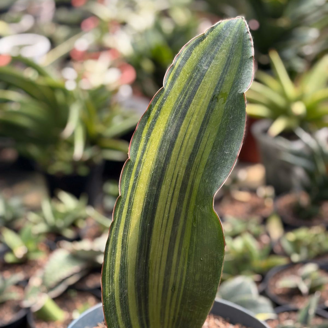 Sansevieria Malawi Variegated