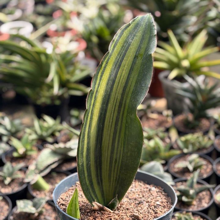 Sansevieria Malawi Variegated