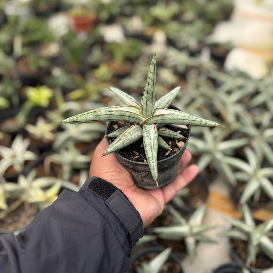 sansevieria silver blue variegated Sansevieria Silver Clone – Succulentasia